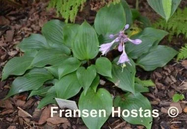 Hosta-Benedicts-Wildfire-photo-made-by-Roman-Mleko-6.jpg