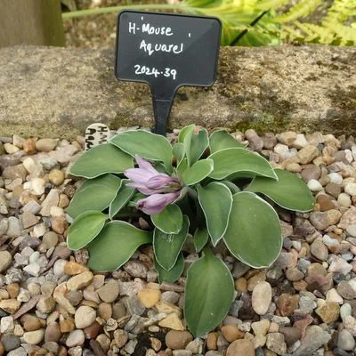 Mouse Aquarel 400.JPG