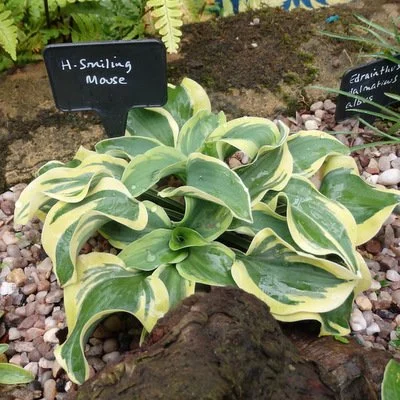 Smiling Mouse Aug  400 - Copy.JPG