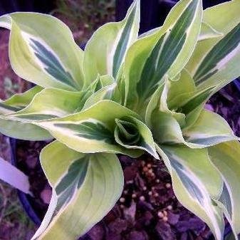 Hosta 'Yellow Polka Dot Bikini'