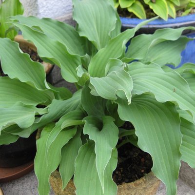 Atomic-Elvis-Fransen Hostas.jpg