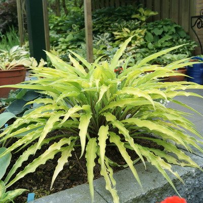 Hosta 'Curly Fries'