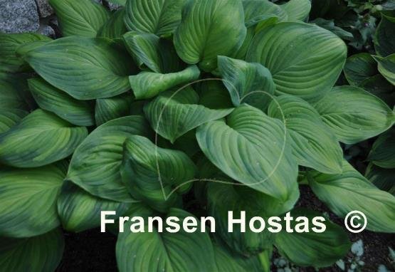 Hosta Guacamole-photo-made-by-Marta-Widomska-23.jpg