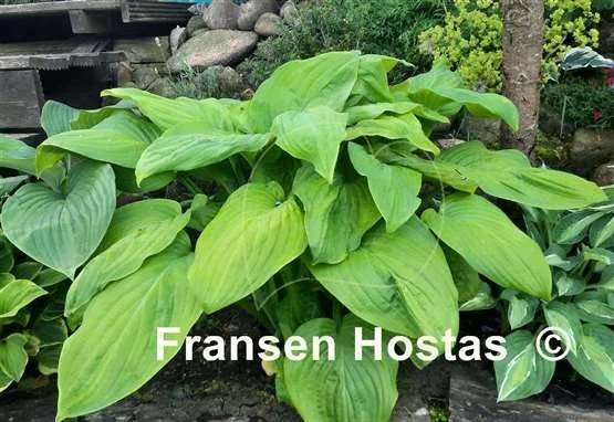 Hosta 'Fried Bananas'