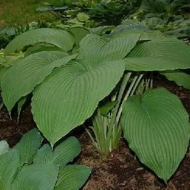 Hosta 'Behemoth'