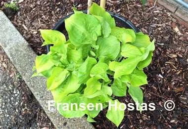 Hosta Blonde Ambition-photo-made-by-Fransen-Hostas-4.jpg