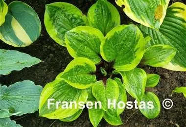 Hosta Avocado Toast-photo-made-by-LadyMary-16.jpg