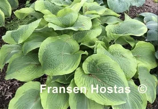 Hosta Twin Cities-photo-made-by-Walters-Gardens-Inc-2.jpg