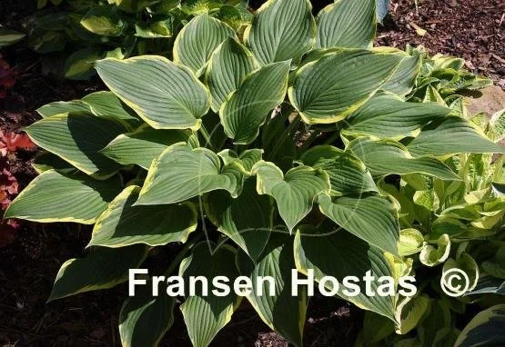 Hosta Yellow-River-photo-made-by-Gromit-17.jpg