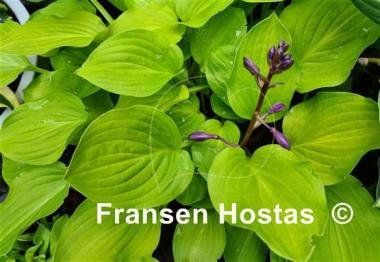 Hosta-Boyz-Toy-photo-made-by-Dean-Peirce-16.jpg