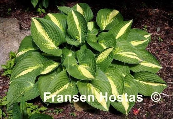 Hosta Ann-Kulpa-photo-made-by-Gromit-23.jpg