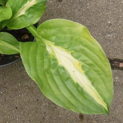 Mango Tango - Copy (2).JPG