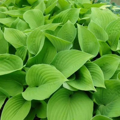 Hosta 'Golden Empress'