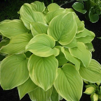 Fragrant Bouquet.jpg