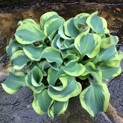 Hosta 'Mini Skirt'