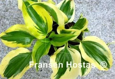 Hosta Blitz-photo-made-by-moki-16.jpg