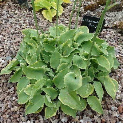 Hosta 'Lakeside Scamp'