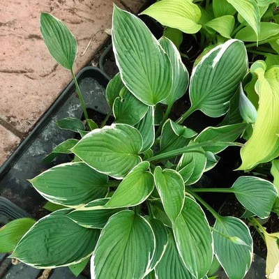 Hosta 'Julia'