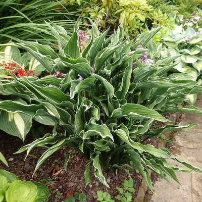 Praying Hands Aug (2).JPG