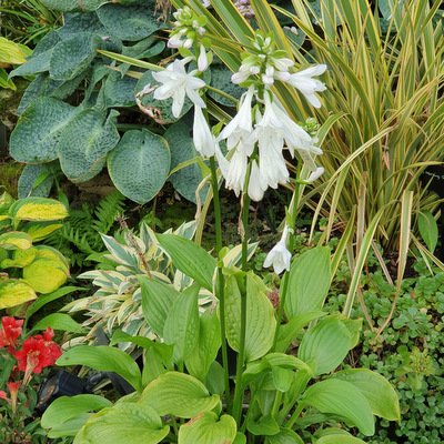 Hosta 'Hadspen White'