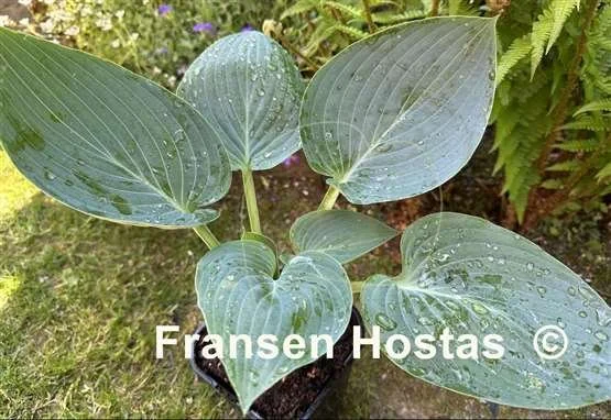 Hosta Above the Clouds-photo-made-by-Eva-Klimaszka-7.jpg