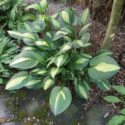 Hosta 'Gypsy Rose'