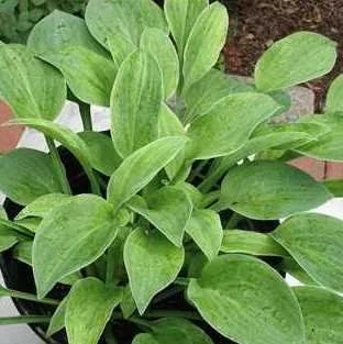Hosta 'Bashful'