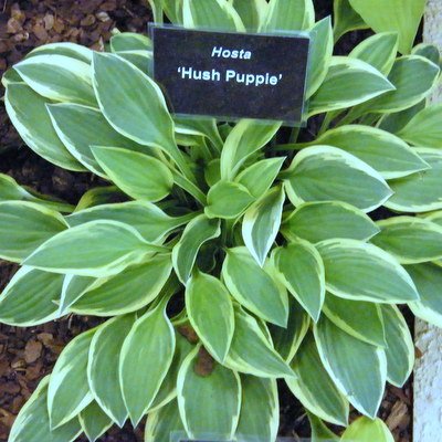 Hosta 'Hush Puppie'