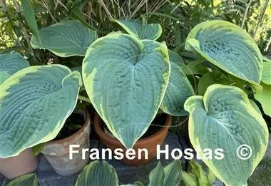 Hosta Big Beauty-photo-made-by-Eva-Klimaszka-15.jpg