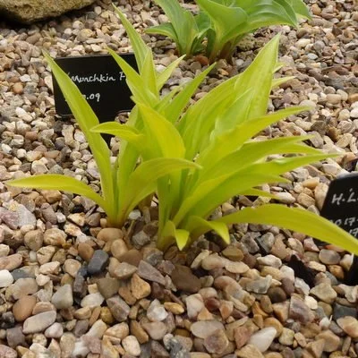 Munchkin Fire 400.JPG