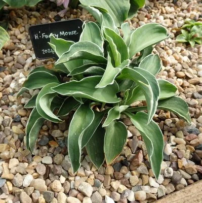Hosta 'Funky Mouse'