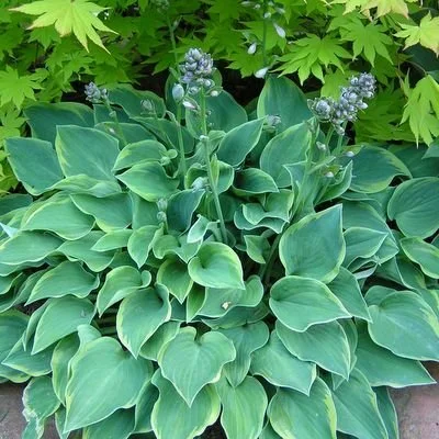 Veronica-Lake-Fransen Hostas.jpg