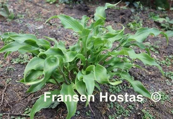 Hosta Twist and Turns-photo-made-by-Don-Dean-3.jpg