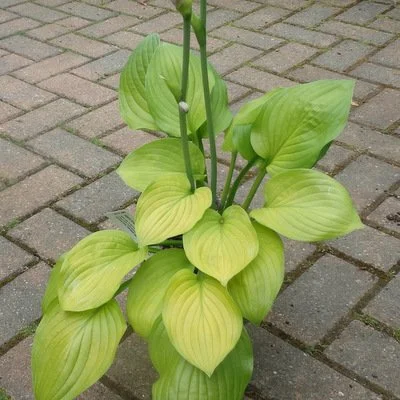 Ki Ren Jyaku (3).JPG