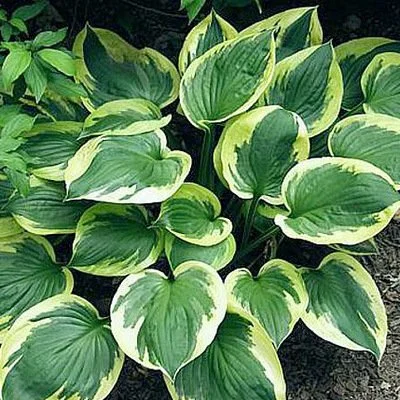 Hosta 'Anne'