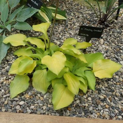 Jiminy Cricket 400 (2).JPG