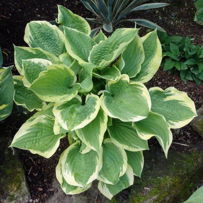 Hosta 'Angel Feathers'