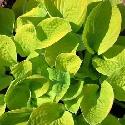 Maui Buttercups 2.jpg