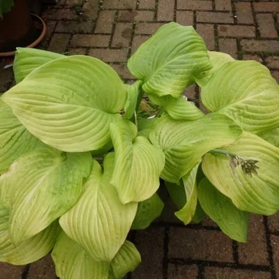 Hosta 'Fried Green Tomatoes'