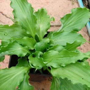 Unruly Child - Copy (2).JPG