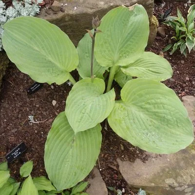 Hosta 'Squash Casserole'