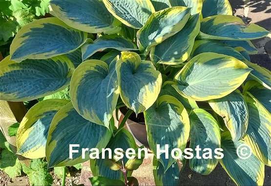 Hosta 'Flemish Tradition'