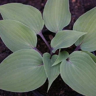 Hosta 'Best of Twenty'