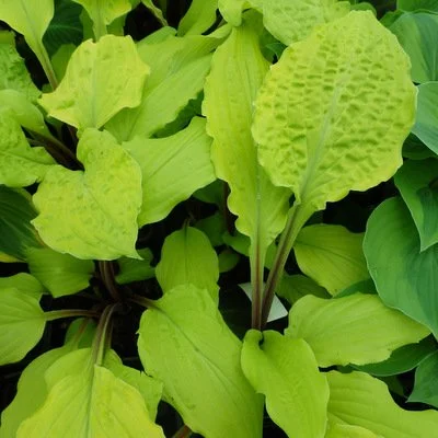 Lipstick Blonde (3).JPG