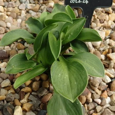 Magical Mouse Eears July (2).JPG