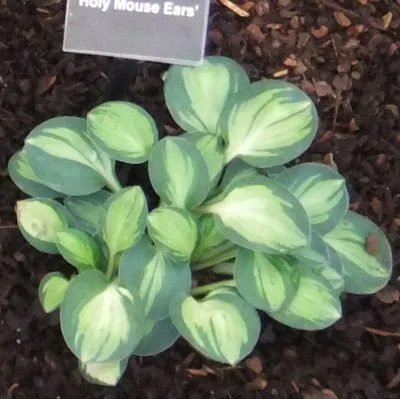 Holy Mouse Ears (2).jpg