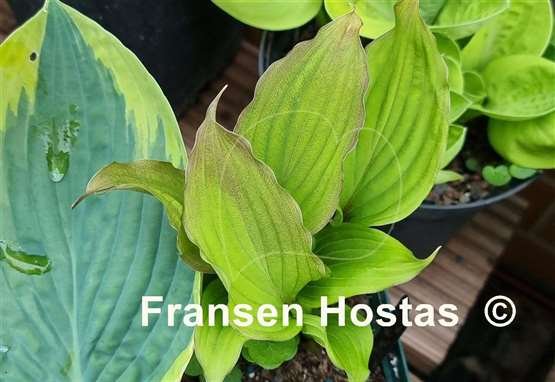 Hosta Wisconsin Red-photo-made-by-Justina-Trautmann-3.jpg