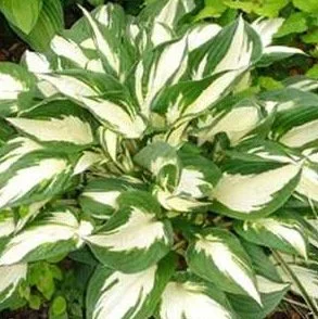 Paul-Revere- - Copy (3).jpg