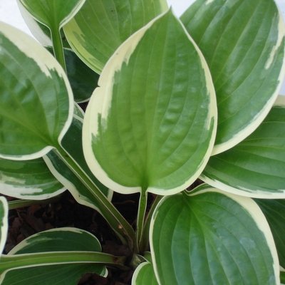 Heartbeat-Fransen Hostas.jpg