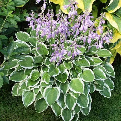 Diamond Tiara-Fransen Hostas.jpg